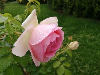 Close-up of wet pink rose blooming outdoors