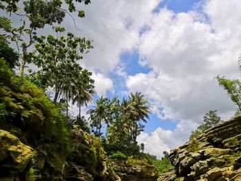 Low angle view of trees against sky