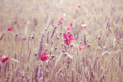 Close-up of pink flowers blooming in field