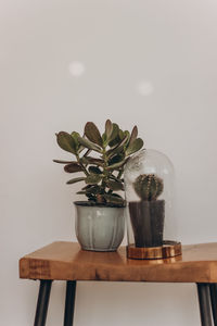 Close-up of potted plant on table against wall