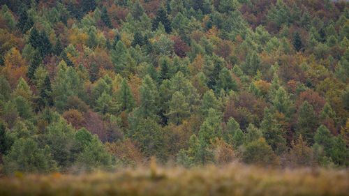 Trees on field in forest during autumn