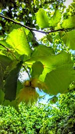 Low angle view of trees