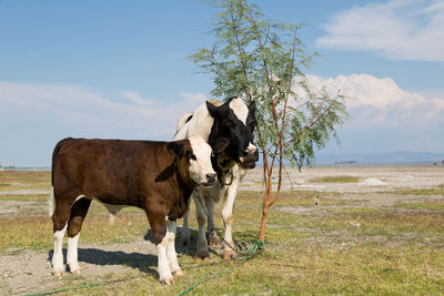 Horses grazing on field