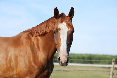 Horse on field against sky