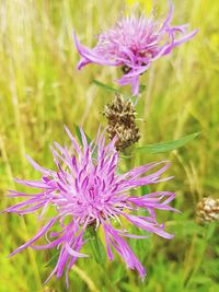 Close-up of bee pollinating on purple thistle blooming outdoors