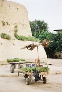 Seedlings for sale in bukhara uzbekistan 