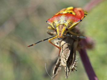 Close-up of insect on leaf