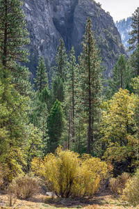 Panoramic view of trees in forest