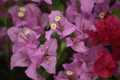 Close-up of purple bougainvillea flowers