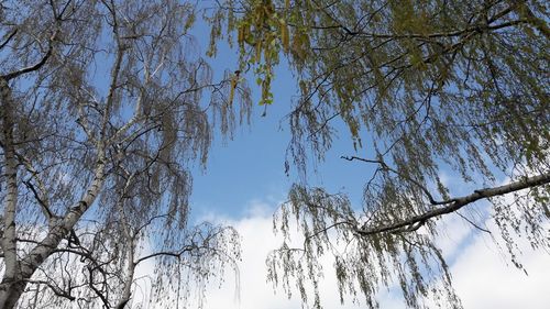 Low angle view of trees against clear sky