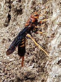 Close-up of insect on rock