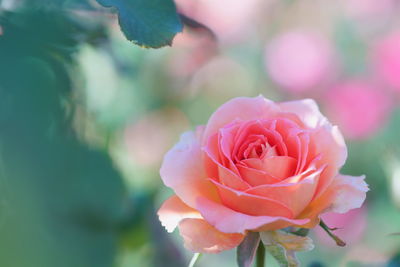 Close-up of pink rose