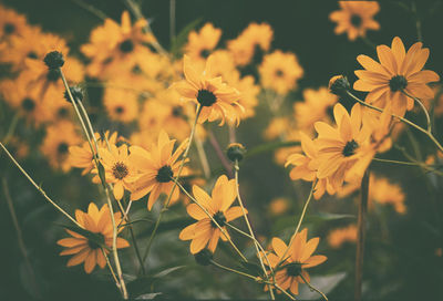 Close-up of flowers blooming outdoors