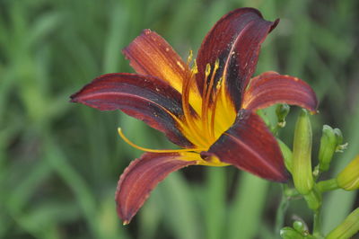 Close-up of day lily plant