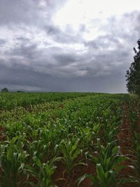 Scenic view of field against cloudy sky