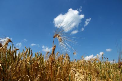 Close-up of wheat growing on field against blue sky