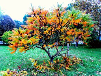 Trees by sea during autumn