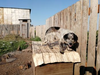 Dog relaxing on wood against sky