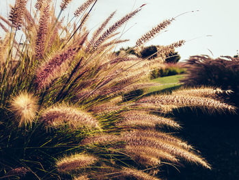 Close-up of plant on field against clear sky