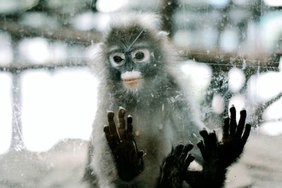 Portrait of monkey on snow