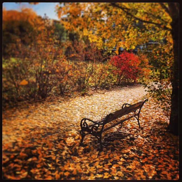 transfer print, auto post production filter, tree, autumn, nature, tranquility, selective focus, orange color, change, leaf, beauty in nature, growth, outdoors, plant, no people, tranquil scene, absence, red, day, bench