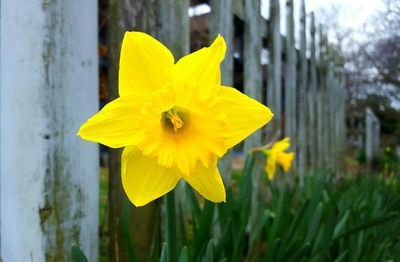 Close-up of yellow flower