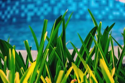 Close-up of plants against blue sky