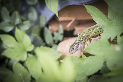Close-up of green leaves on plant