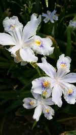 Close-up of white flowers blooming outdoors