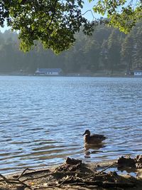 Bird swimming in a lake