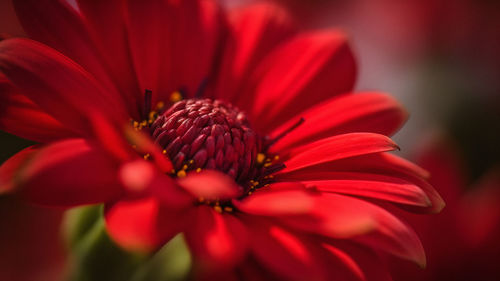 Close-up of yellow flower