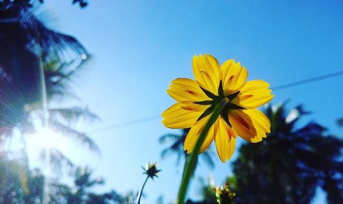 Close-up of yellow flower blooming against clear sky