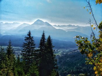 Scenic view of forest against sky