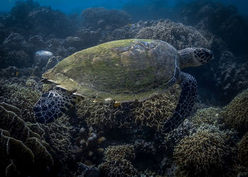 High angle view of turtle swimming in sea