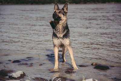 Dog on shore at beach