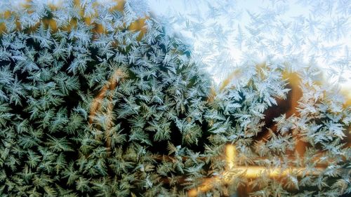 Full frame shot of trees against sky