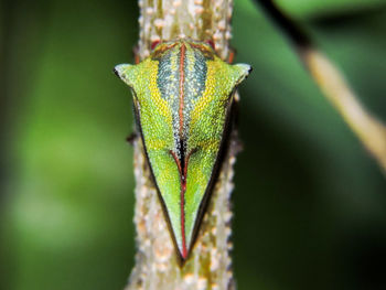 Close-up of lizard