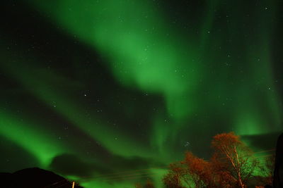 Low angle view of trees against sky at night