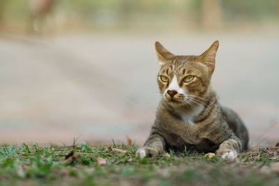 Portrait of a cat on field