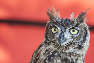 Close-up portrait of owl