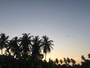 Silhouette palm trees against sky during sunset