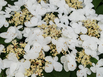 Full frame shot of white flowering plants