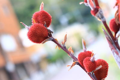 Close-up of red berries on plant