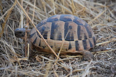 Close-up of animal shell on field