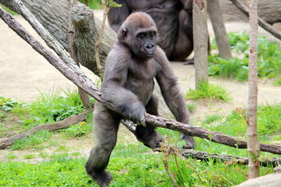 Monkey sitting on tree in zoo