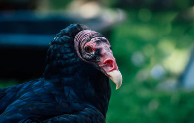 Close-up of vulture