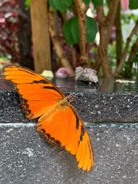 Close-up of butterfly on flower
