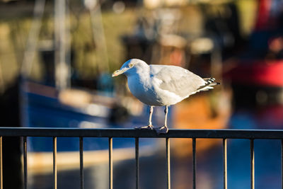 Close-up of seagull perching on railing