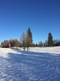 Trees on snow field against clear blue sky