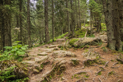 Trees in forest